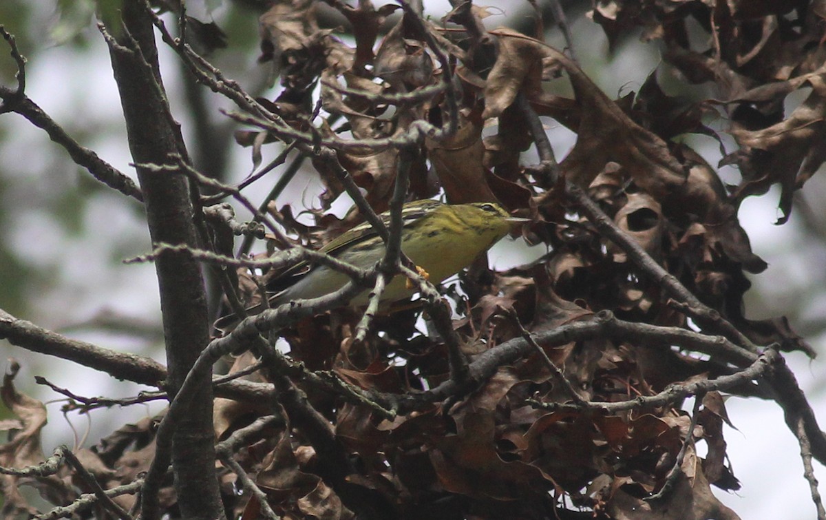 Blackpoll Warbler - ML270595561