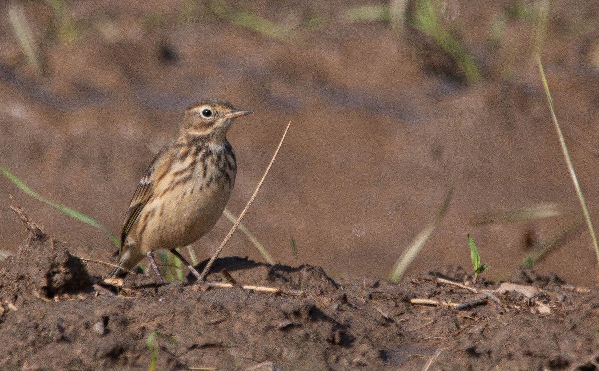 American Pipit - Joel Strong