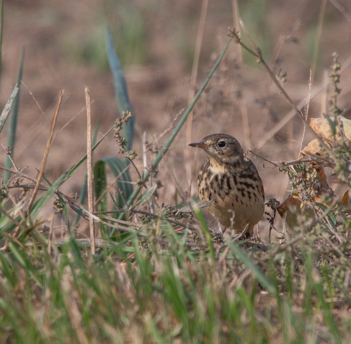 American Pipit - Joel Strong