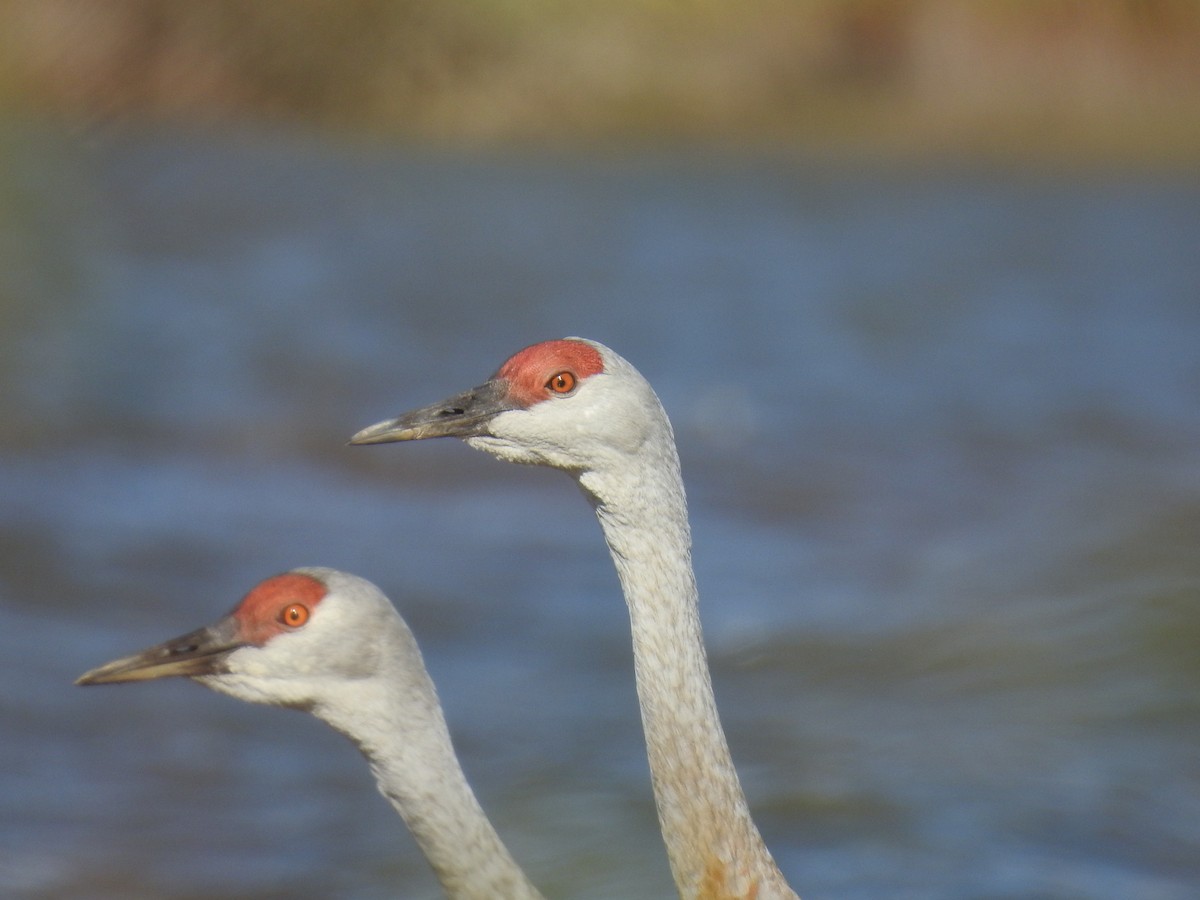 Sandhill Crane - ML270596941