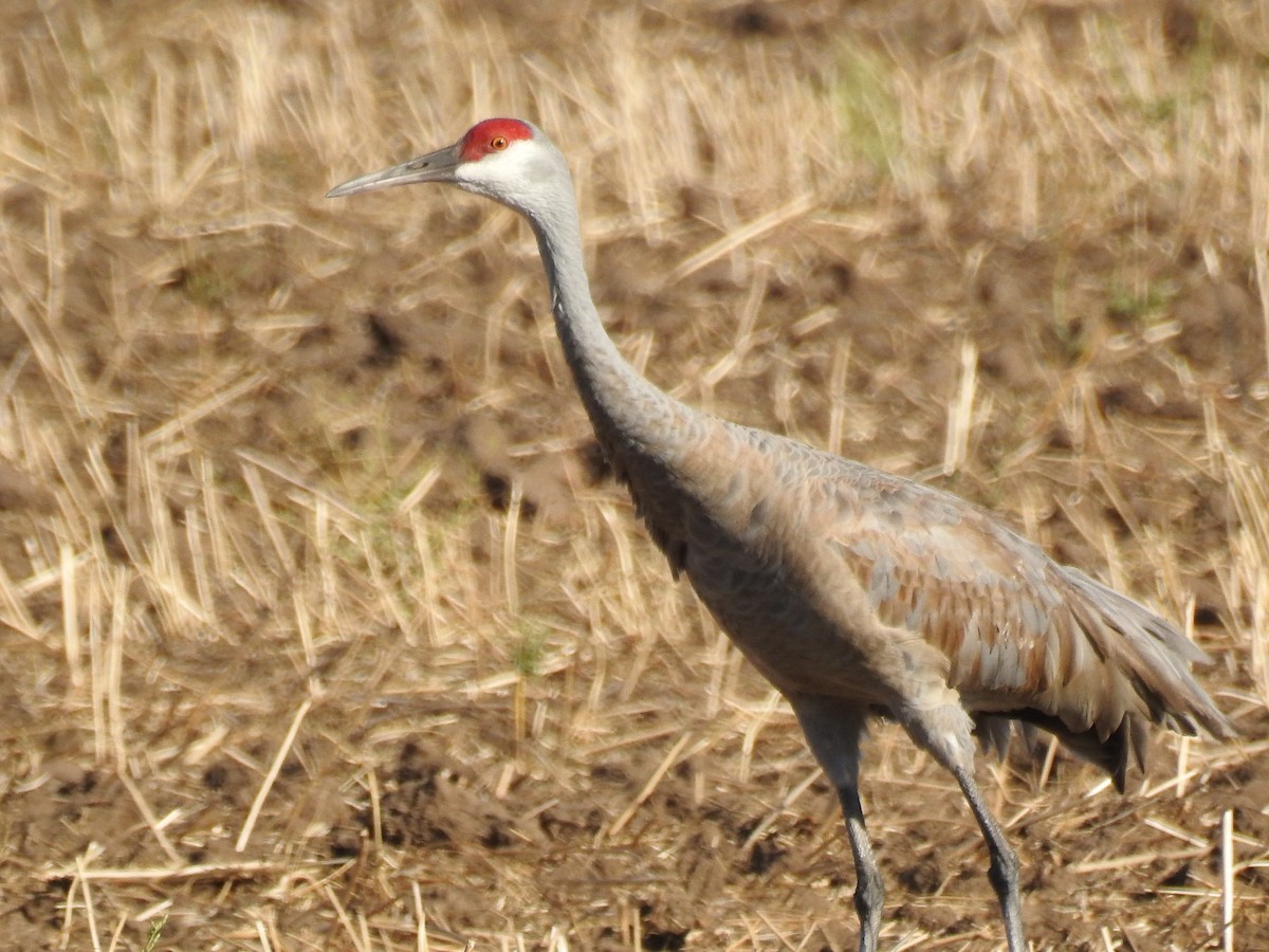 Grulla Canadiense - ML270596991