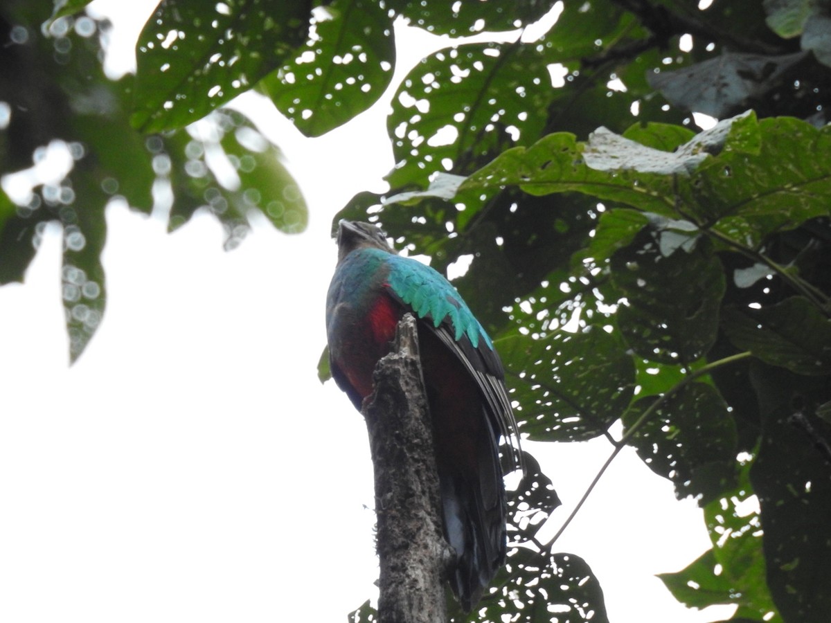 Quetzal Cabecidorado - ML270597861