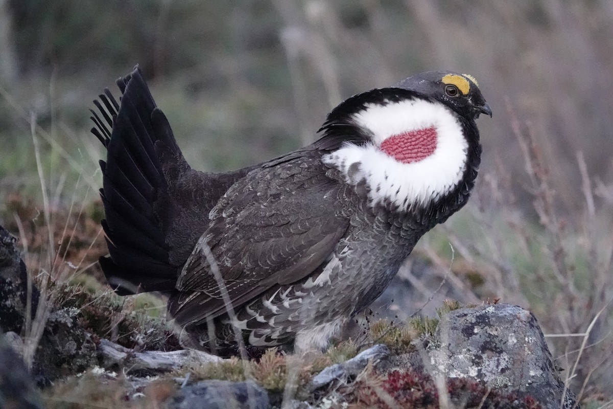 Dusky Grouse - ML270600581