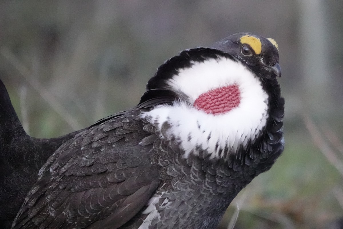 Dusky Grouse - ML270600661