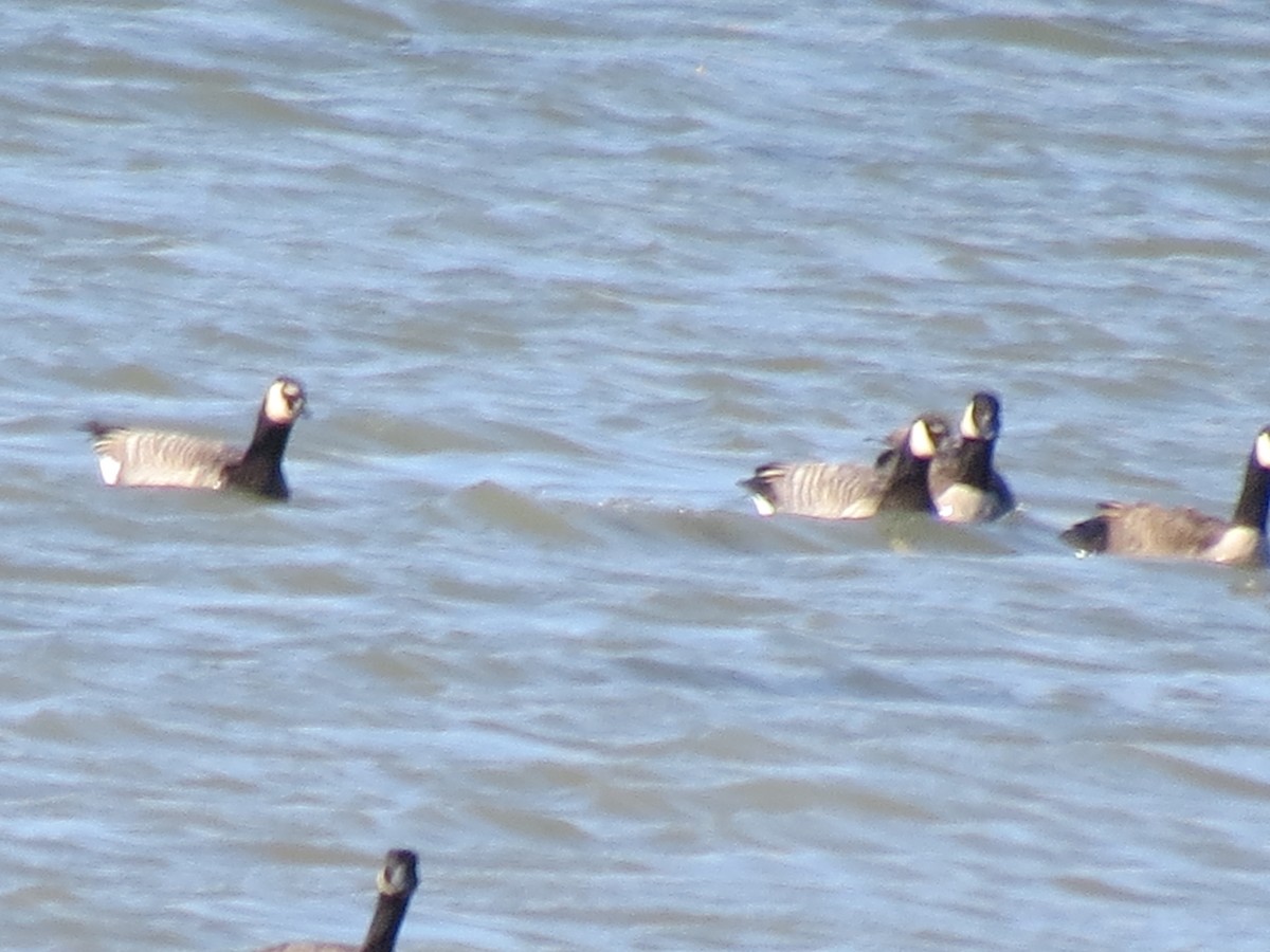 Barnacle x Canada Goose (hybrid) - ML270603911