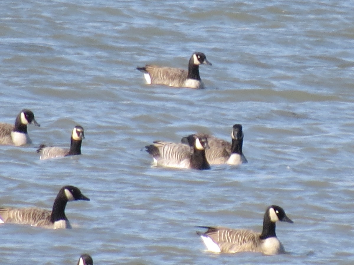 Barnacle x Canada Goose (hybrid) - Denis Collins