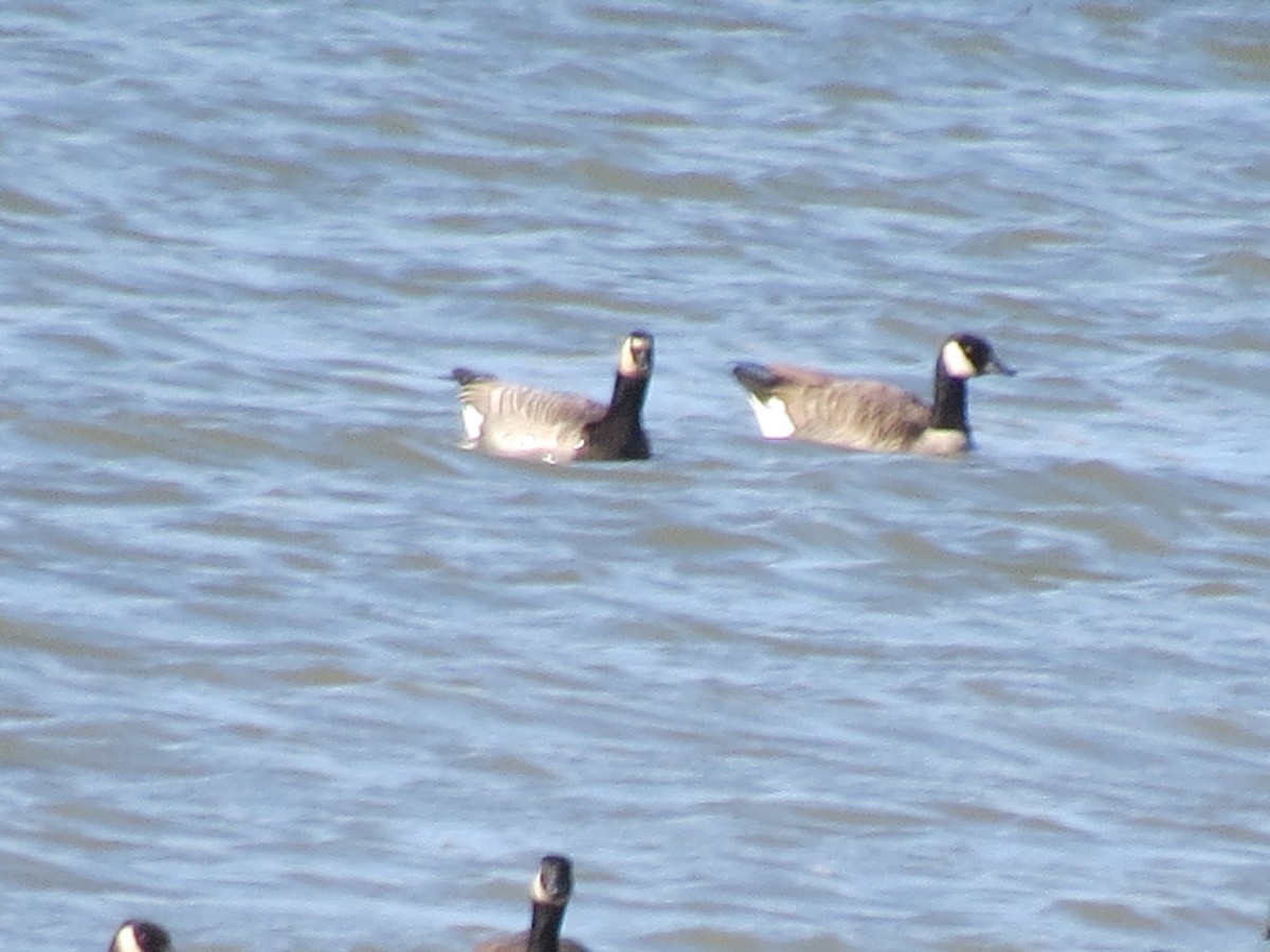 Branta musuzuria x Kanadako branta (hibridoa) - ML270603931