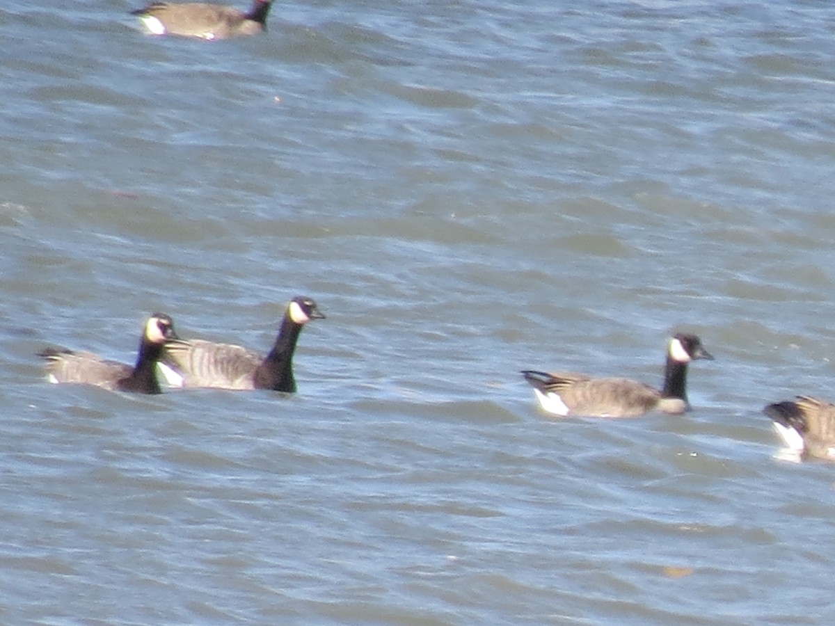 Barnacle x Canada Goose (hybrid) - ML270604311