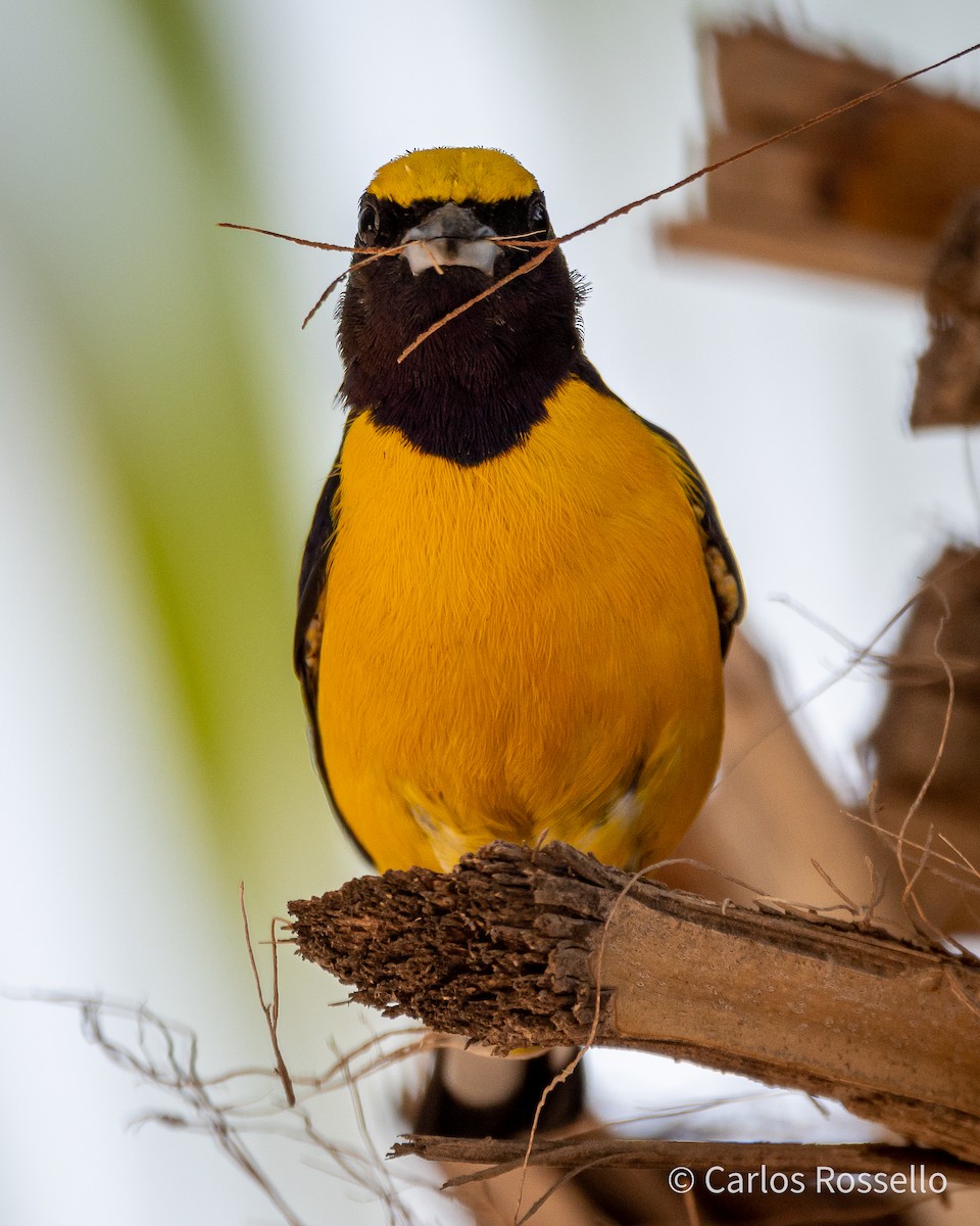 Purple-throated Euphonia - ML270605051