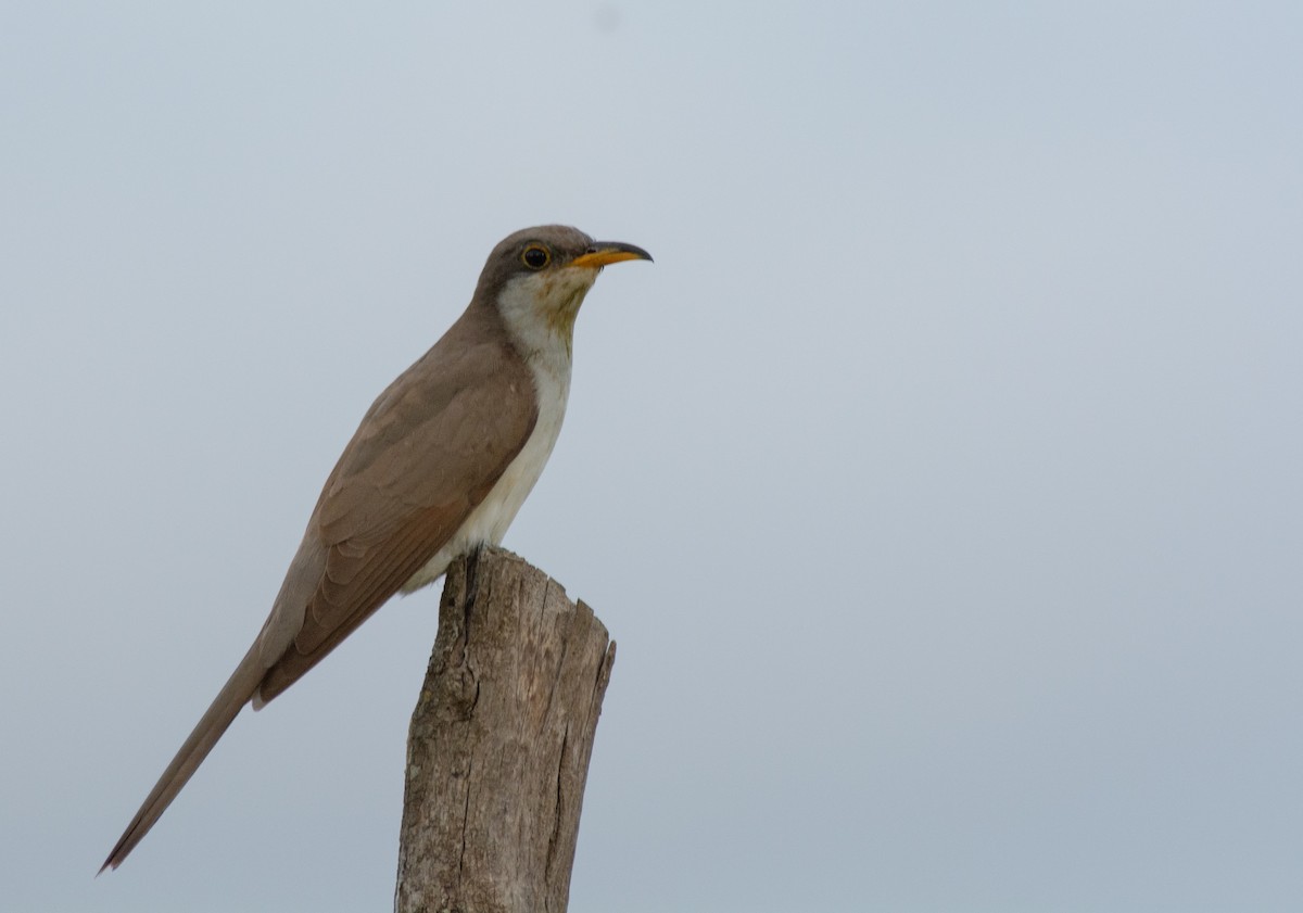 Yellow-billed Cuckoo - ML270607481