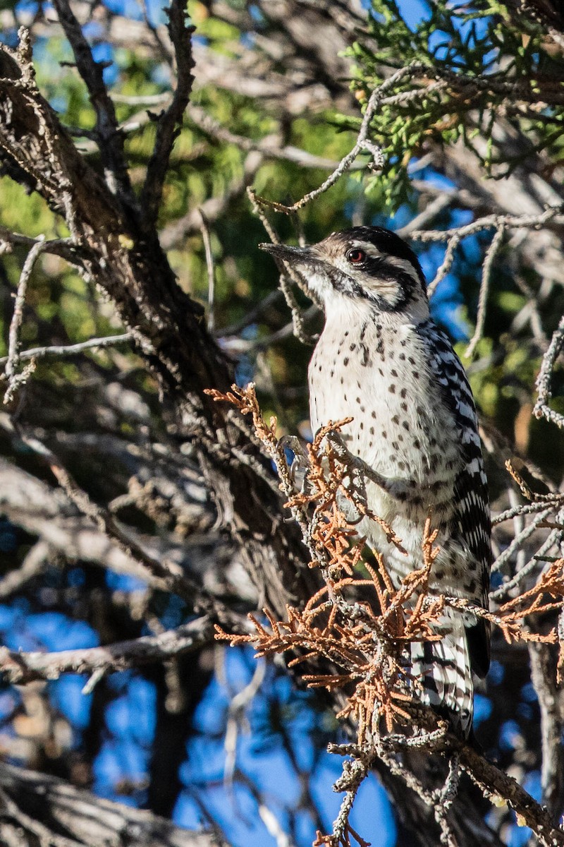 Ladder-backed Woodpecker - ML270607951