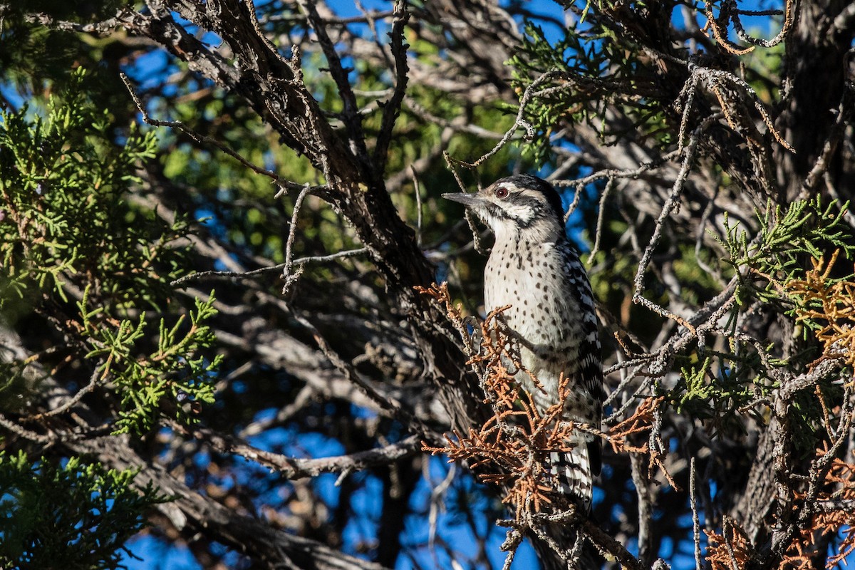 Ladder-backed Woodpecker - Bob Friedrichs