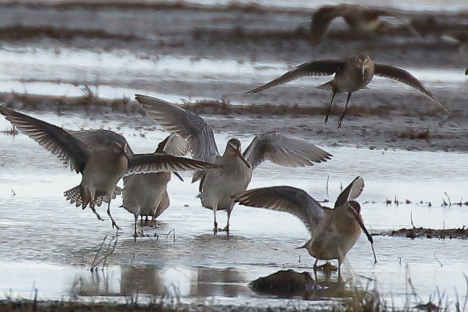 Long-billed Dowitcher - ML270610791