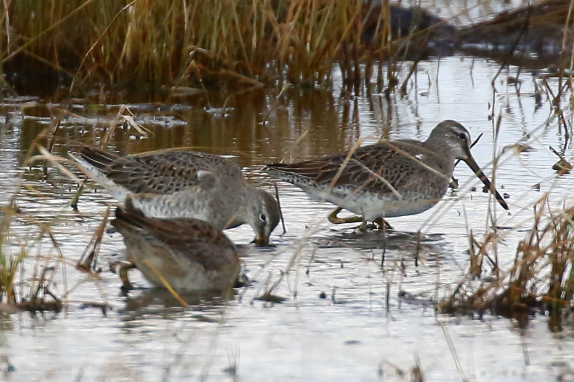 Long-billed Dowitcher - ML270610801