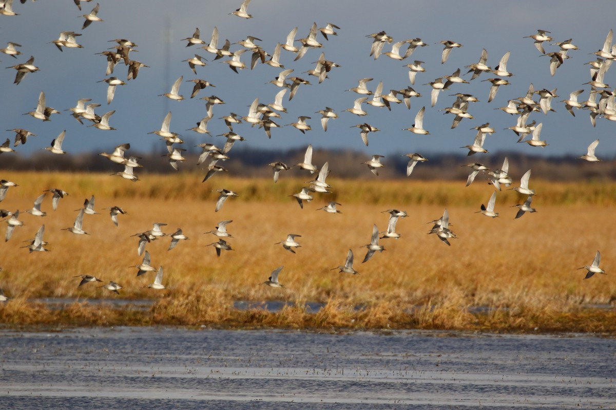 Long-billed Dowitcher - ML270610881