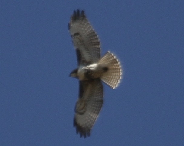 Red-tailed Hawk (abieticola) - ML270611381