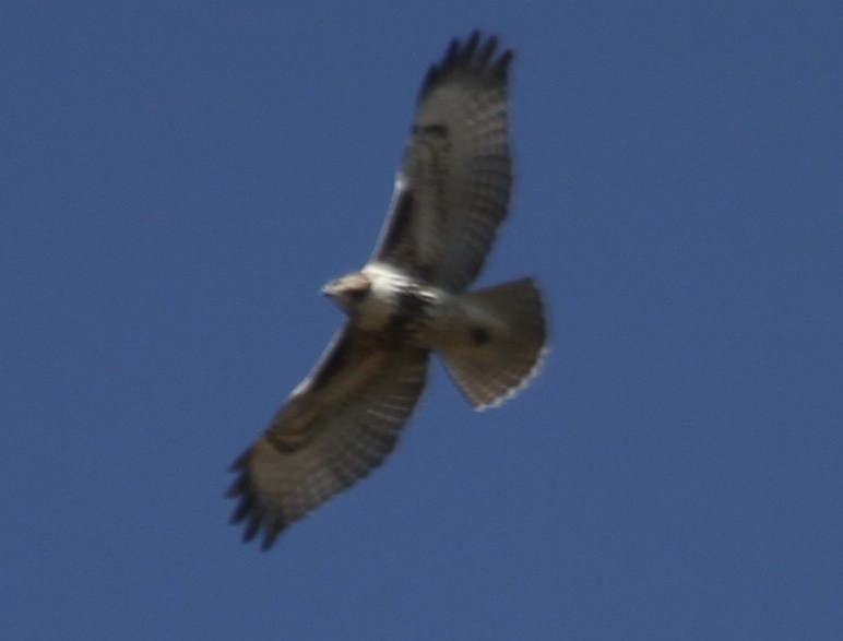 Rotschwanzbussard (abieticola) - ML270611391