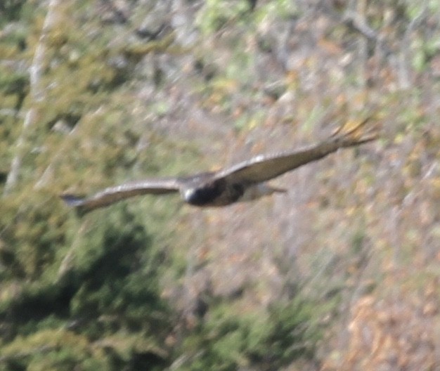 Red-tailed Hawk (abieticola) - ML270611401