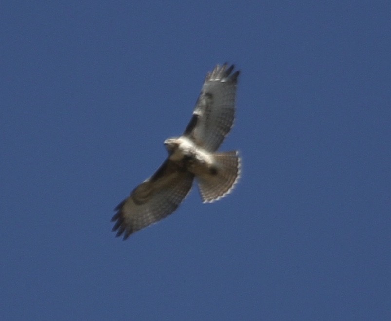 Red-tailed Hawk (abieticola) - ML270611411