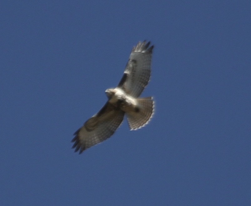 Rotschwanzbussard (abieticola) - ML270611411