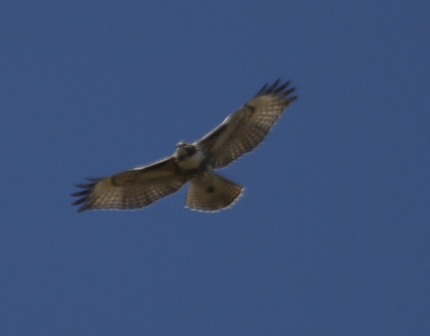 Red-tailed Hawk (abieticola) - ML270611421