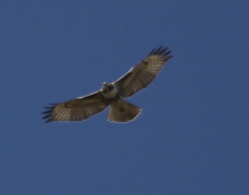 Rotschwanzbussard (abieticola) - ML270611421