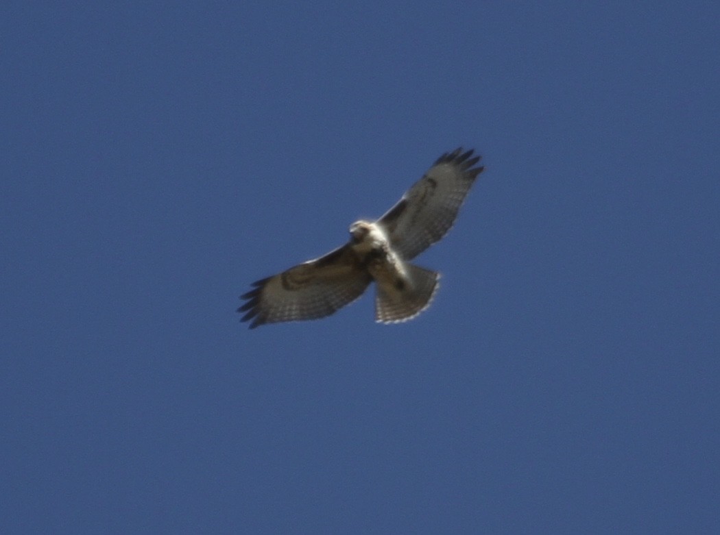 Rotschwanzbussard (abieticola) - ML270611431