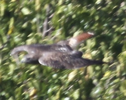 Red-tailed Hawk (abieticola) - Sam Manning