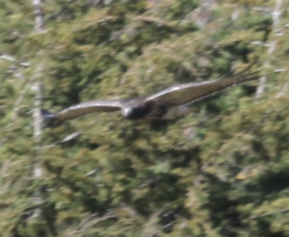 Red-tailed Hawk (abieticola) - ML270611451