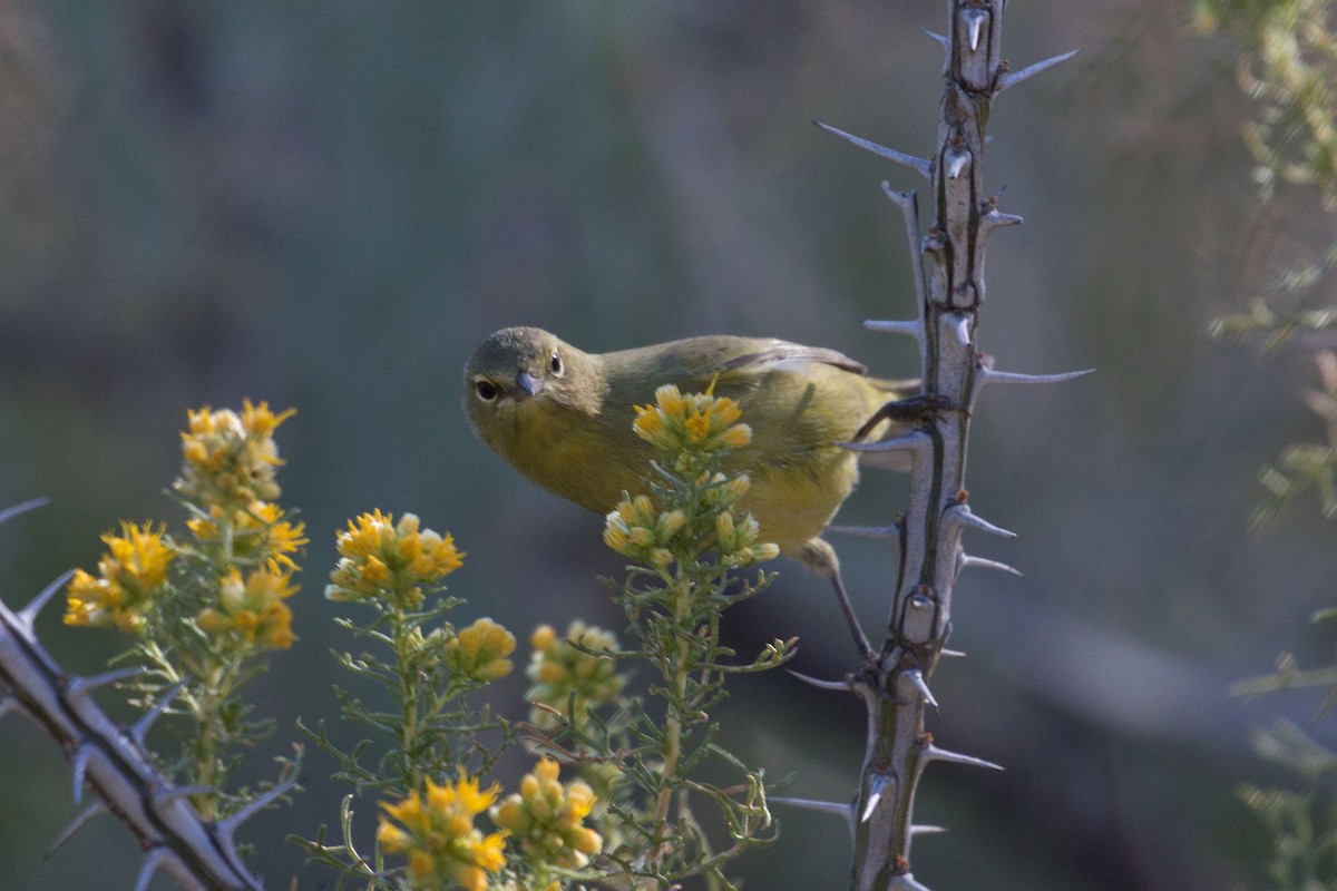 Orange-crowned Warbler - ML270611741