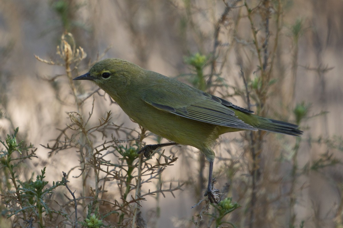 Orange-crowned Warbler - ML270611981