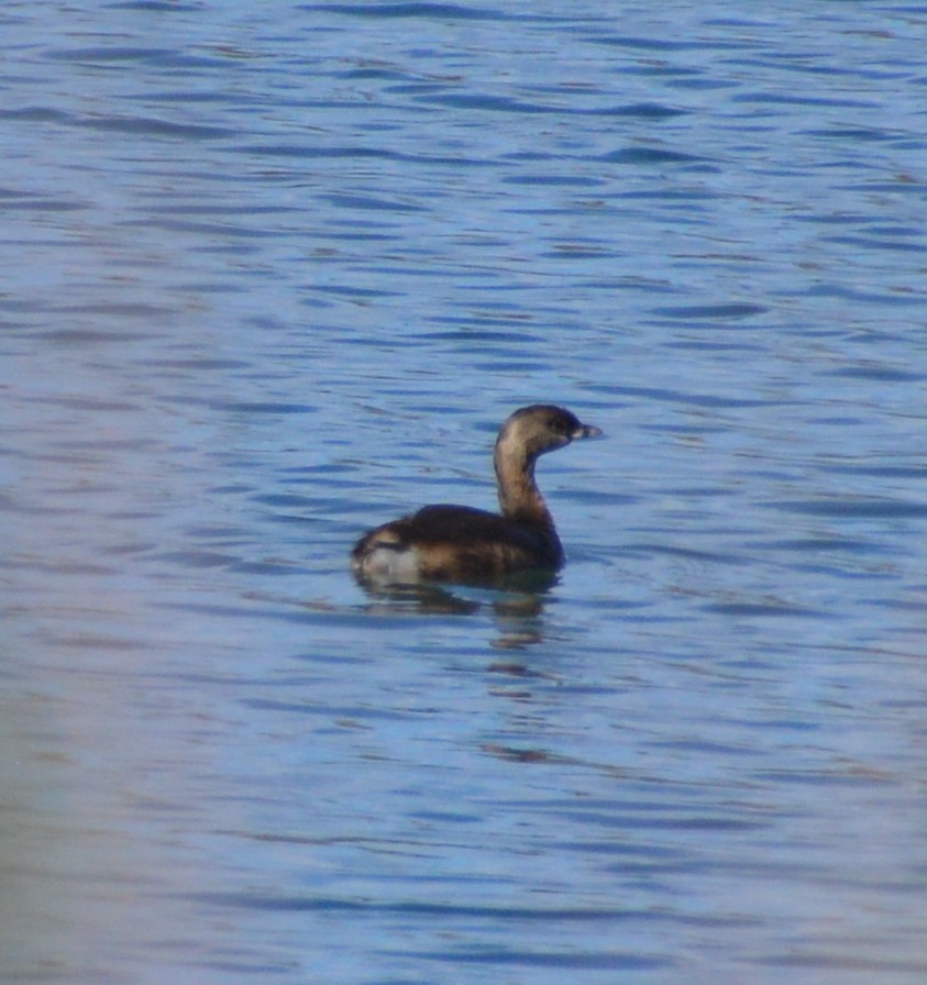 Pied-billed Grebe - ML270612821