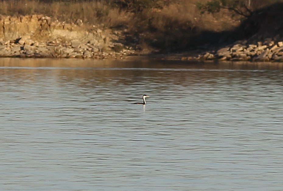 Western Grebe - ML270612931