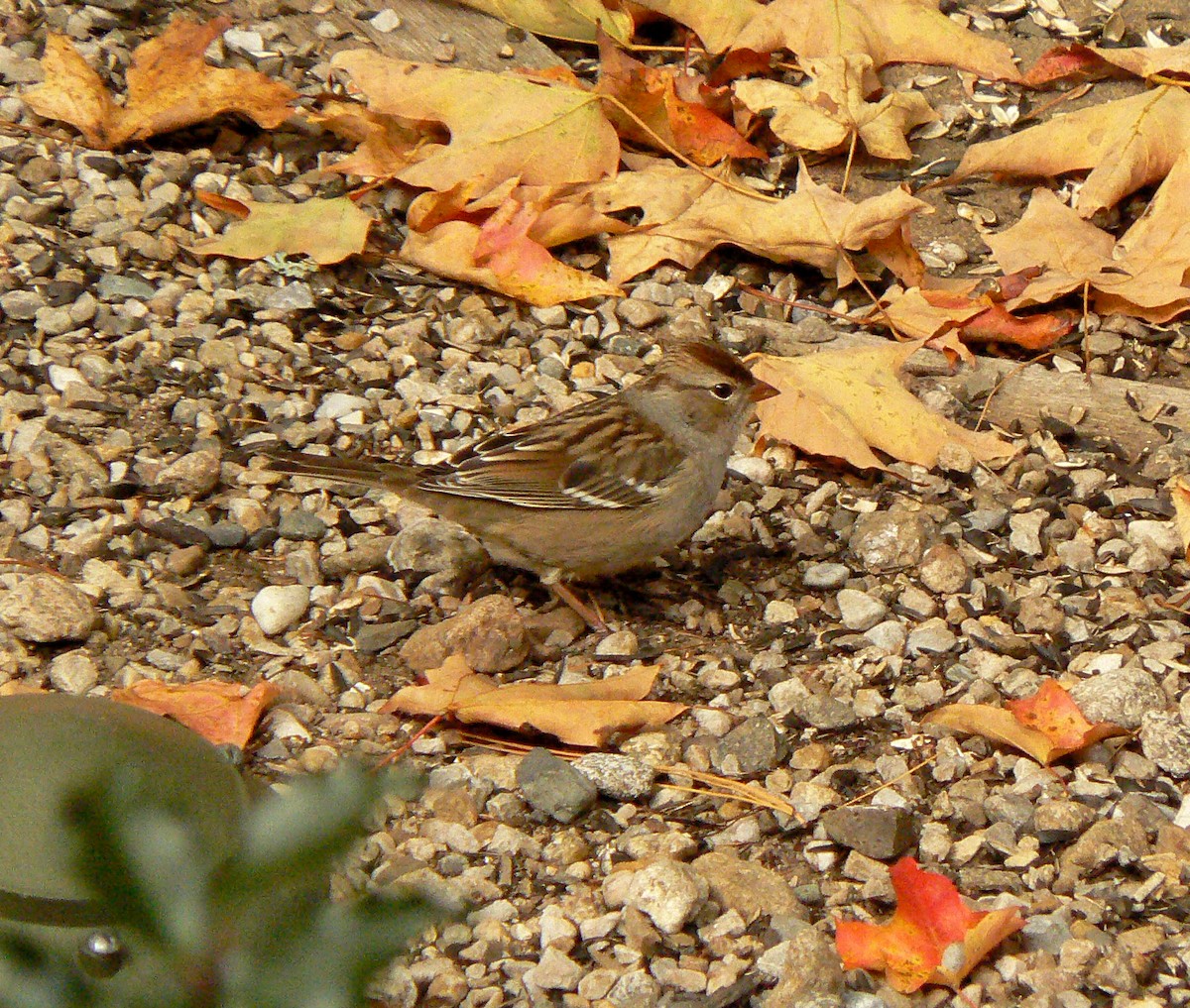 White-crowned Sparrow - ML270614041