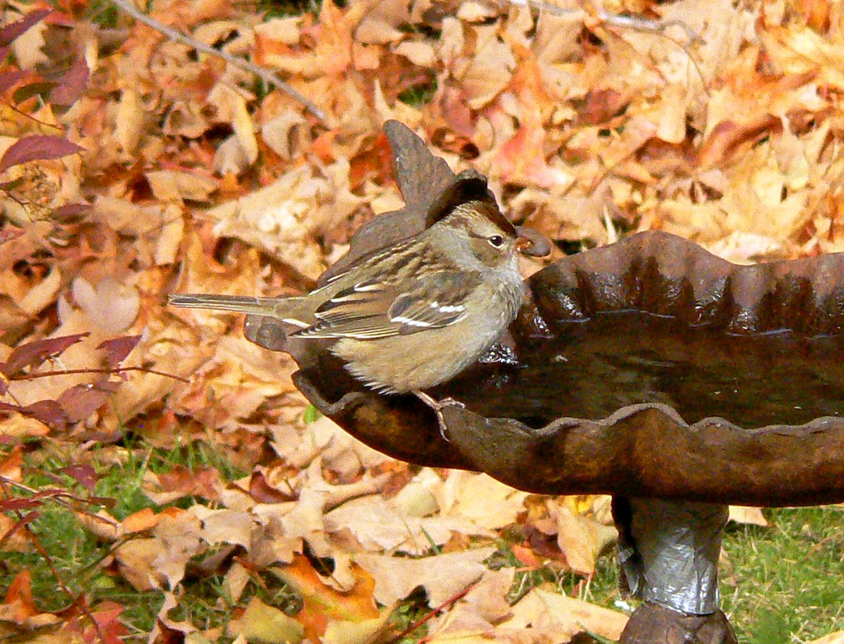 White-crowned Sparrow - ML270614111