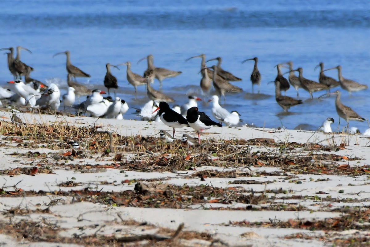 ギンカモメ（novaehollandiae／forsteri） - ML270614671