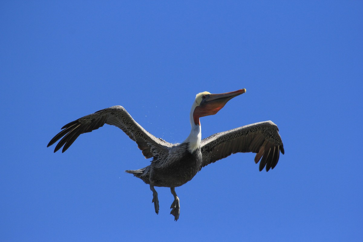 Brown Pelican - Roger Kohn