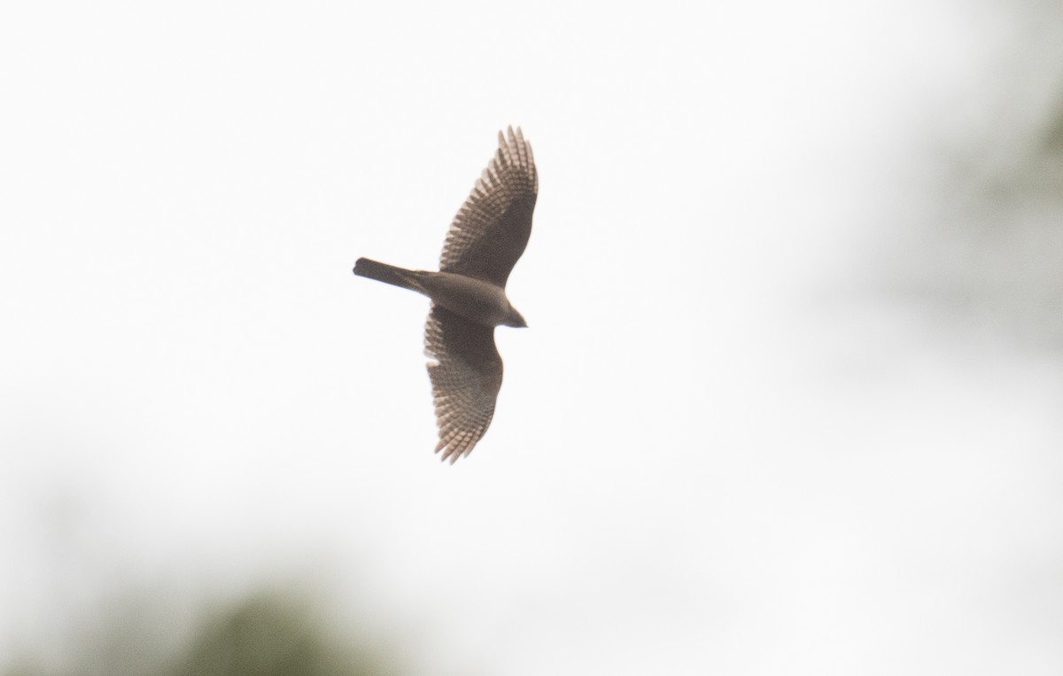 Collared Sparrowhawk - John Daniels