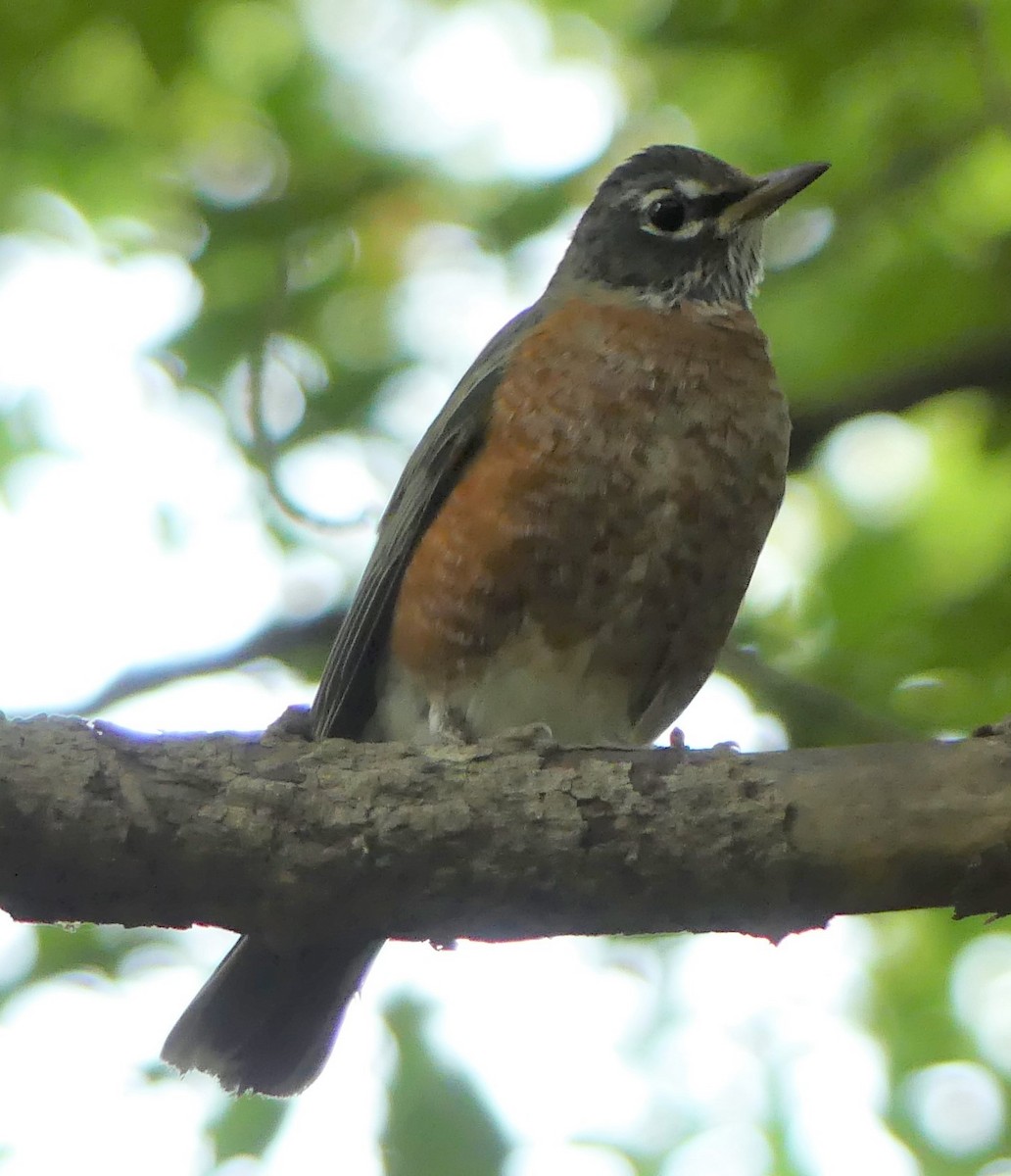 American Robin - ML270617311