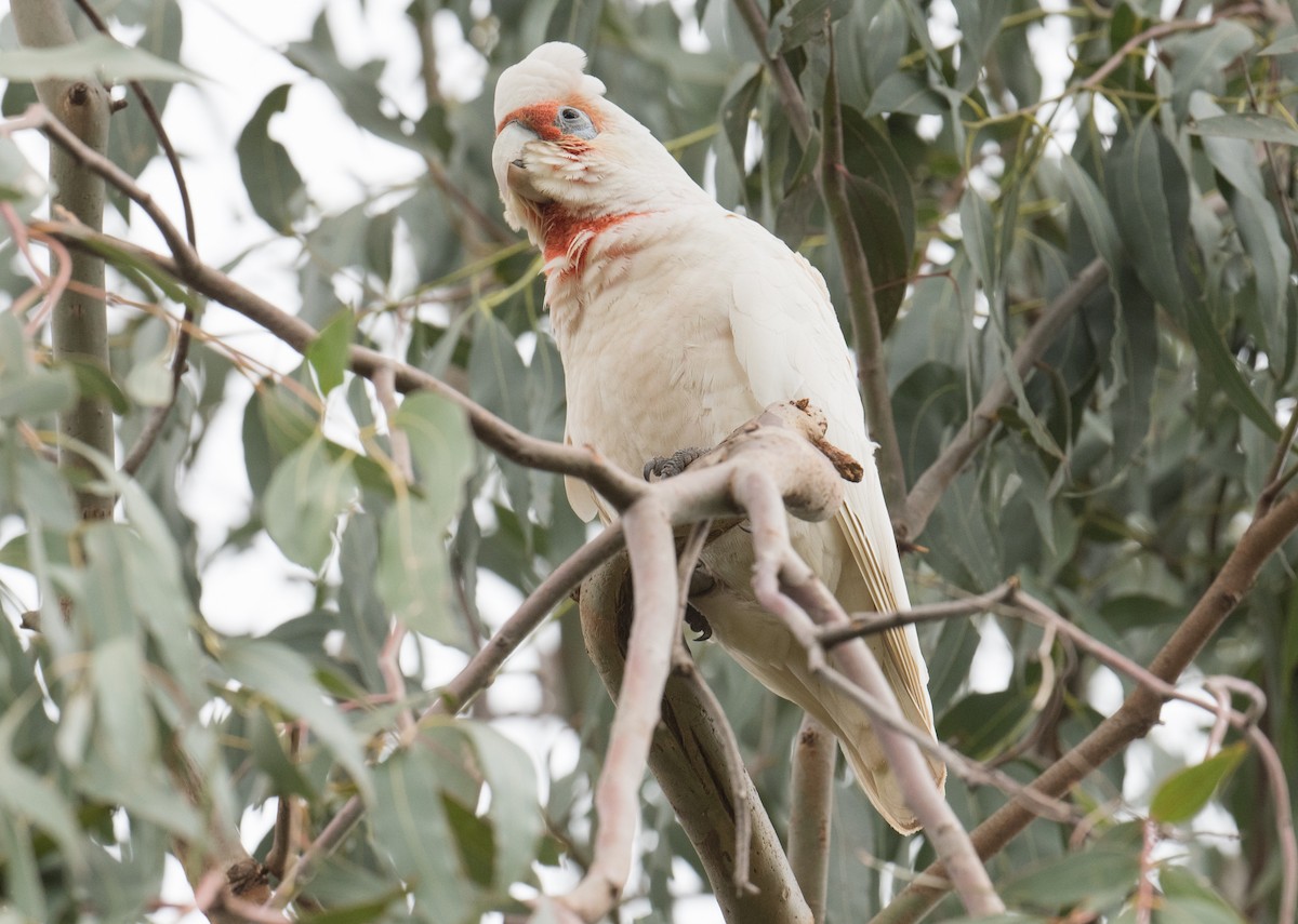 Long-billed Corella - ML270617461