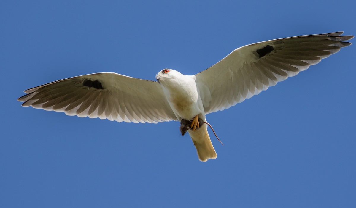 Black-shouldered Kite - ML270618641