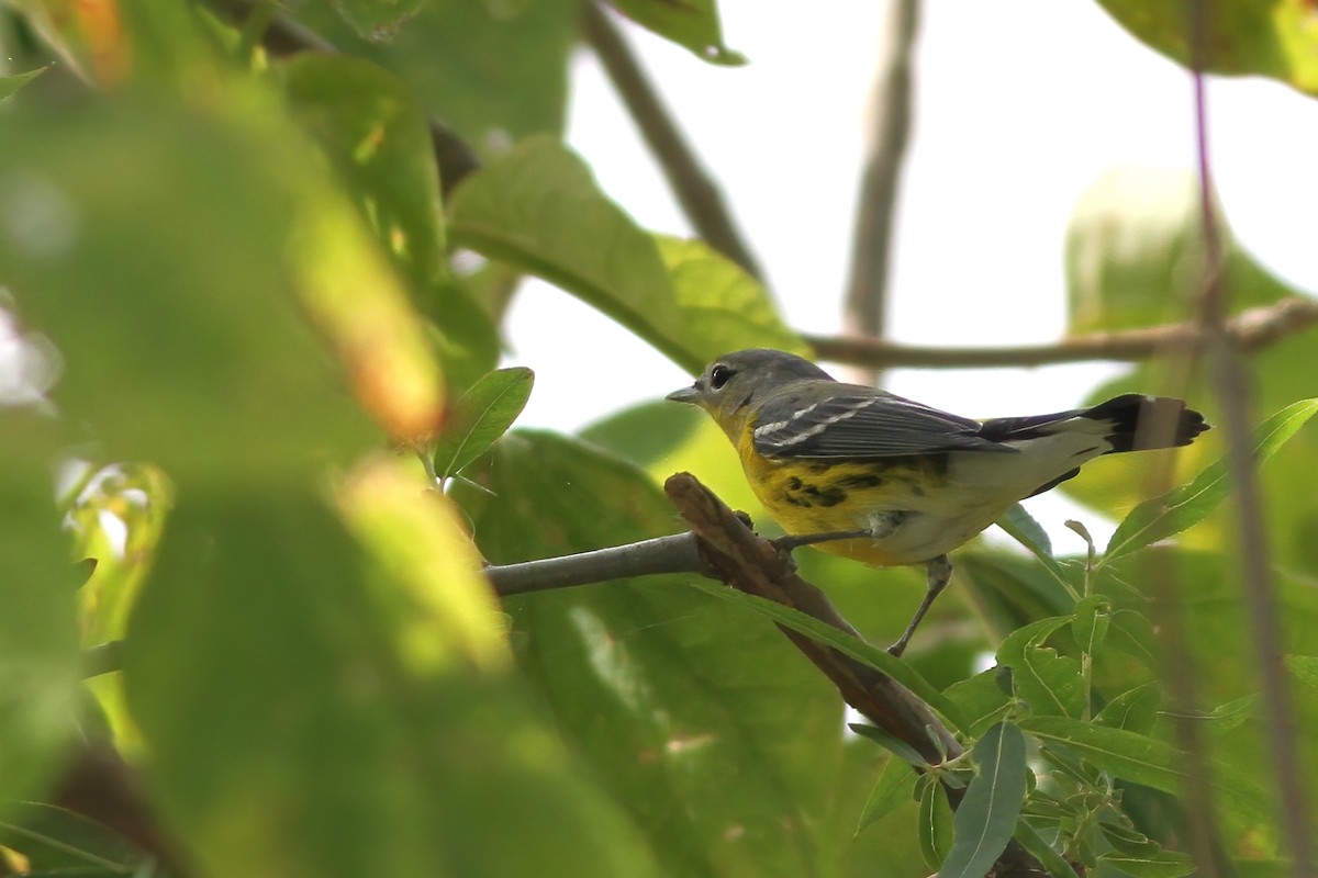 Magnolia Warbler - ML270619521
