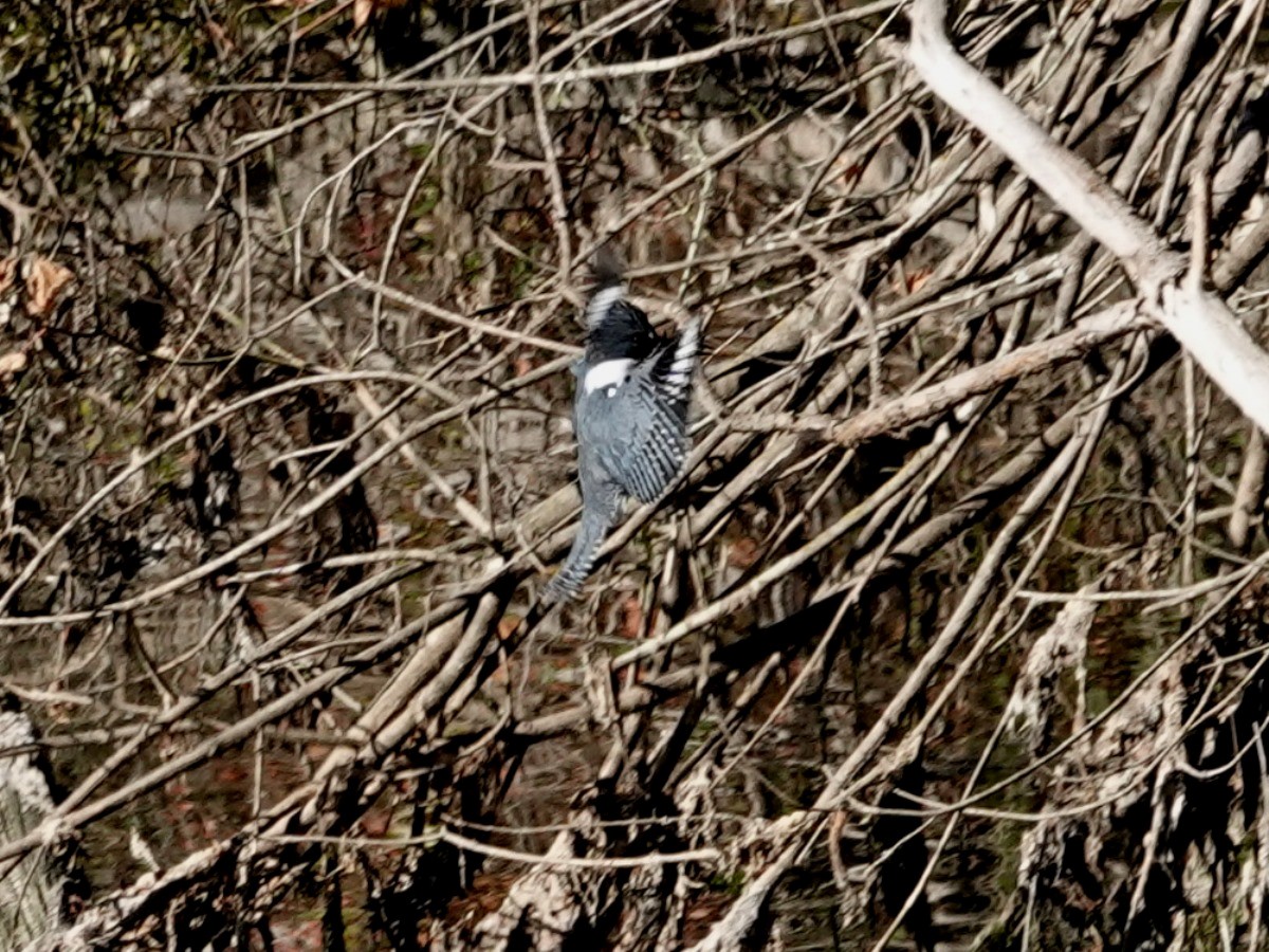 Belted Kingfisher - ML270619711