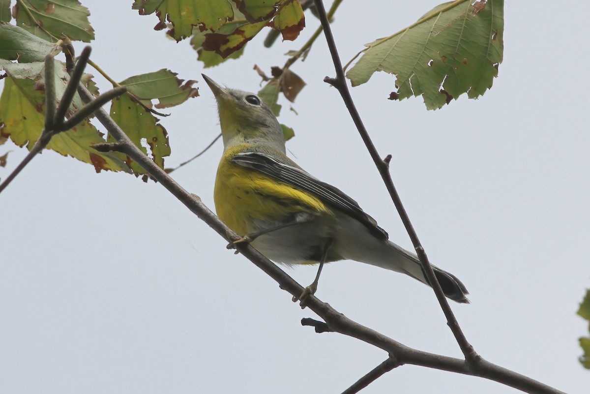 Magnolia Warbler - ML270620981