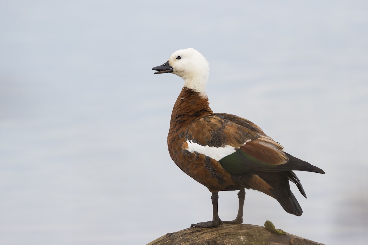 Paradise Shelduck - Oscar Thomas
