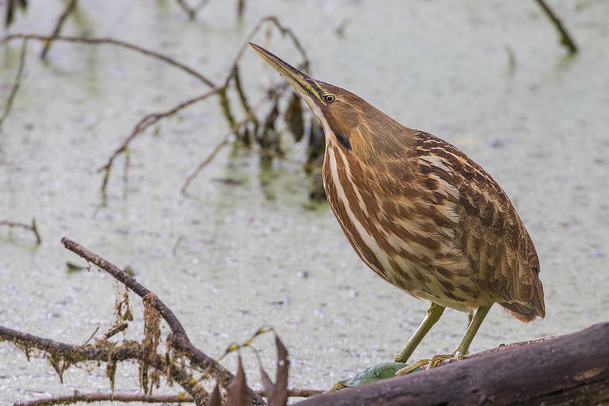 American Bittern - ML270623191