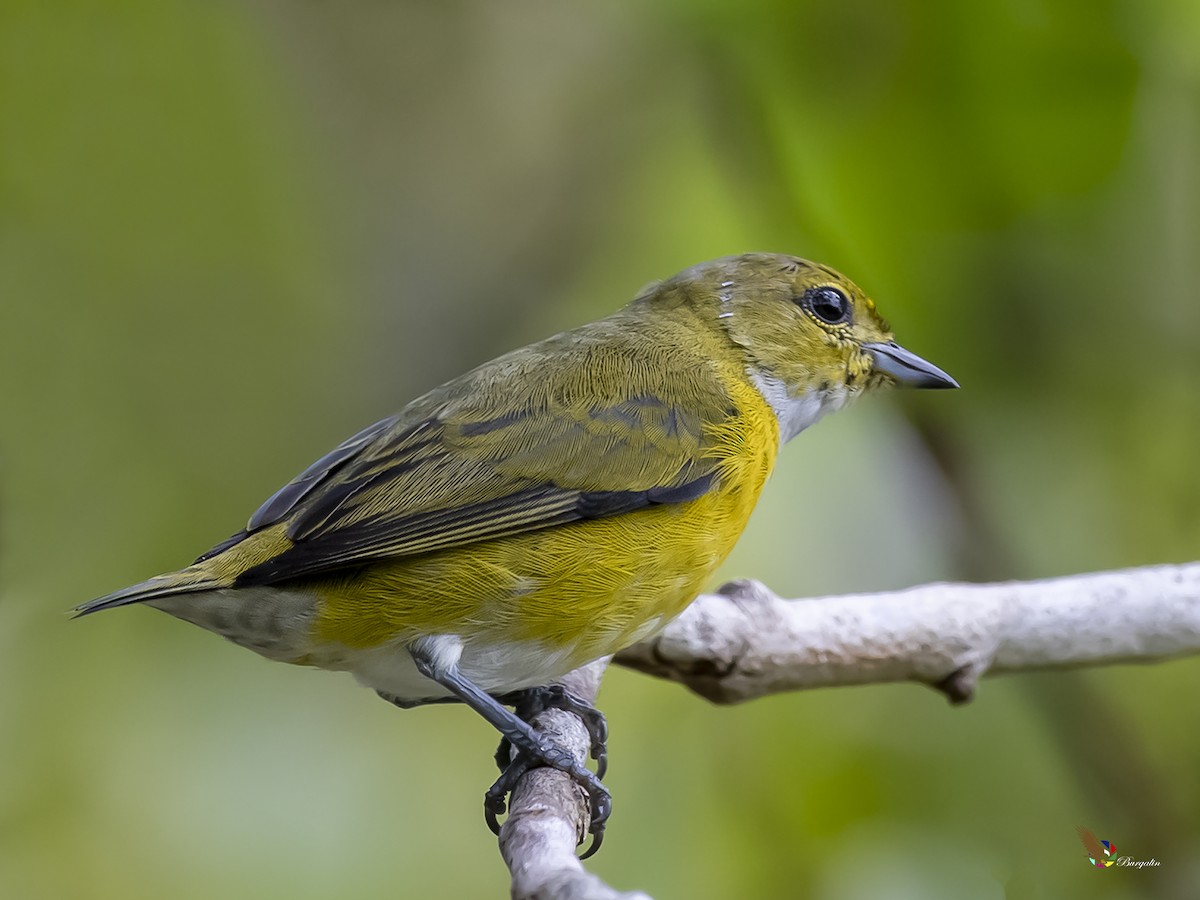 White-vented Euphonia - fernando Burgalin Sequeria