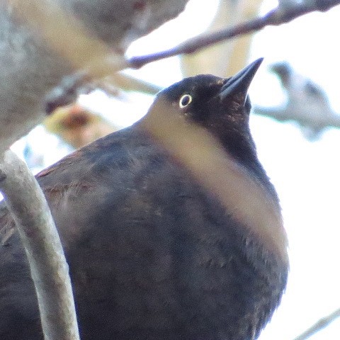 Rusty Blackbird - ML27062501