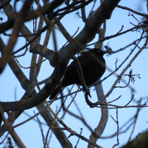 Rusty Blackbird - ML27062521