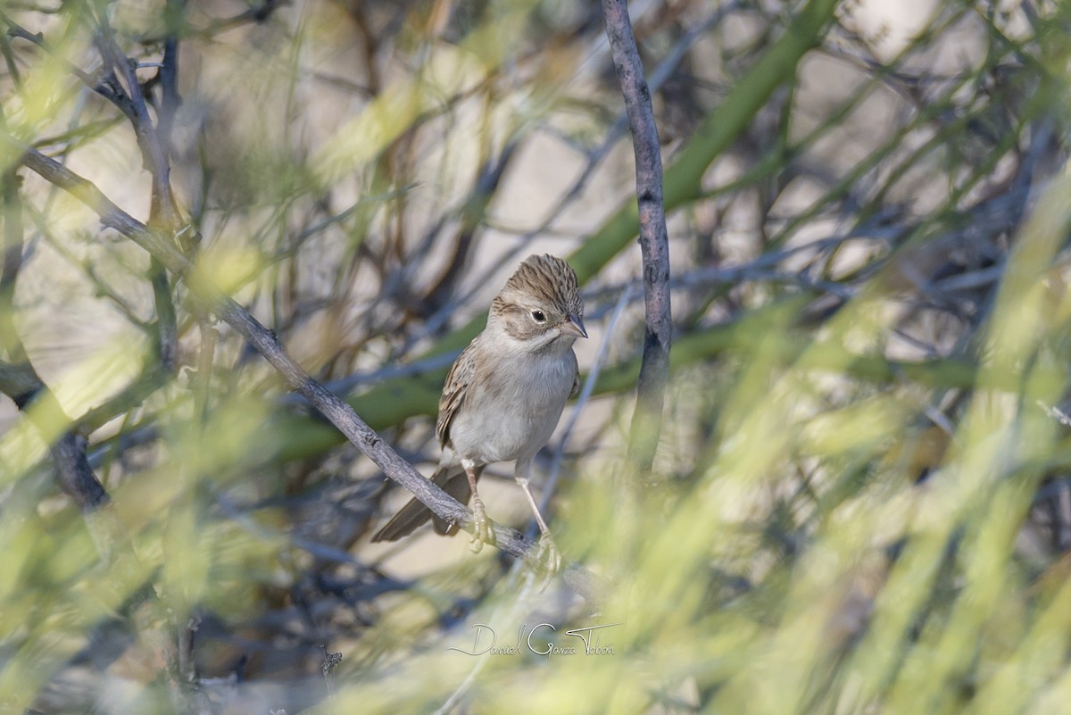 Brewer's Sparrow - ML270625401